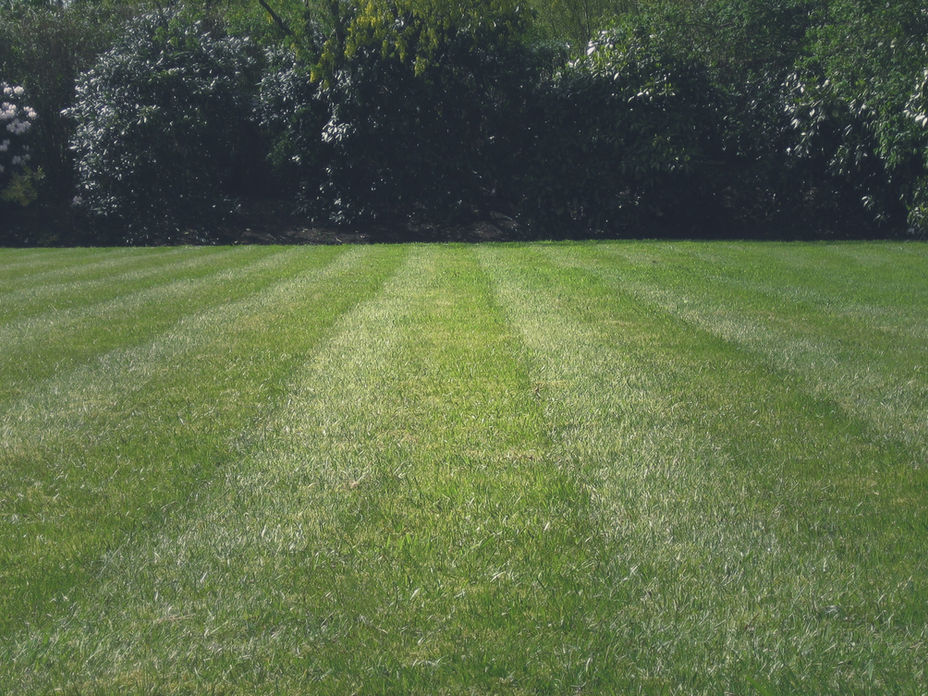 Bakımlı bahçe çimi